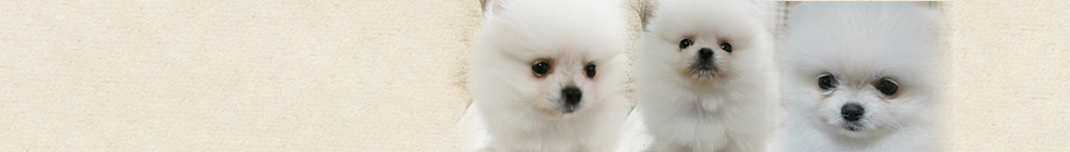 header_contents8.jpg